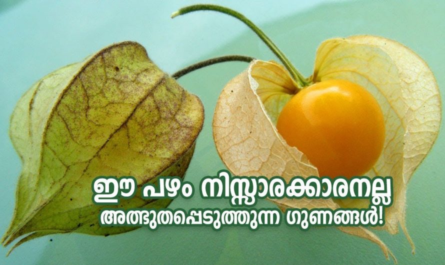 ദൈവമേ! ഇത് അറിയാതെയാണോ ഇത്രയും നാൾ ഇത് വലിച്ച് പറിച്ച് കളഞ്ഞത്