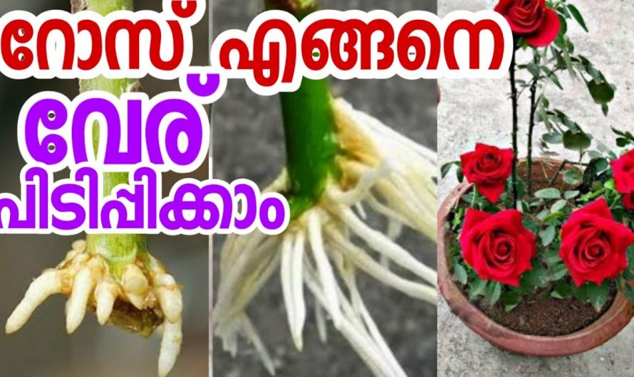 ഇനി ഏത് റോസും നിങ്ങൾക്ക് ഈസിയായി വേരു പിടിപ്പിക്കാം