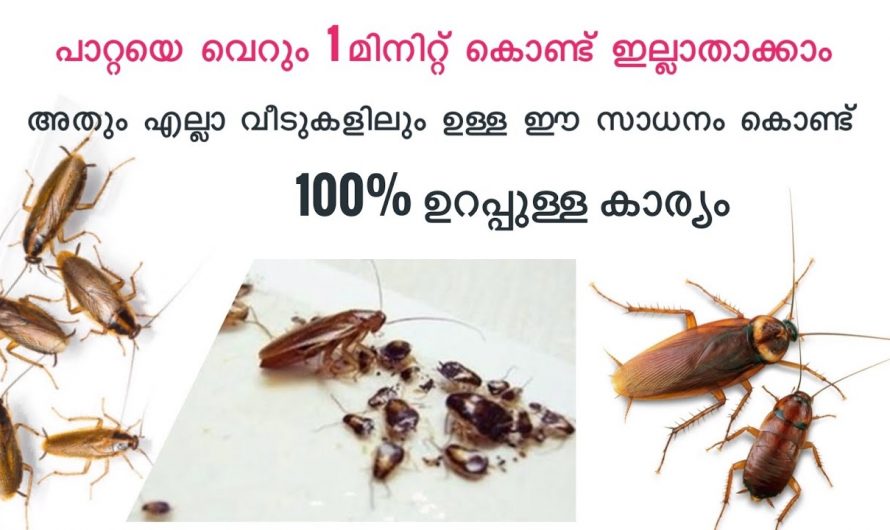 ഒട്ടും പേടിക്കണ്ട സേഫ് ആയി പാറ്റ തുരത്താൻ ഇതാണ് വഴി