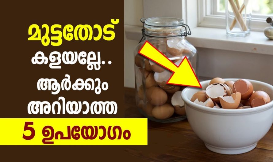 നിങ്ങൾ ഇതുവരെ ചെയ്തതല്ല മുട്ട തോണ്ടും, പഴത്തൊലിയും ഒന്ന് ചേർന്നാൽ സംഭവിക്കുന്നത്