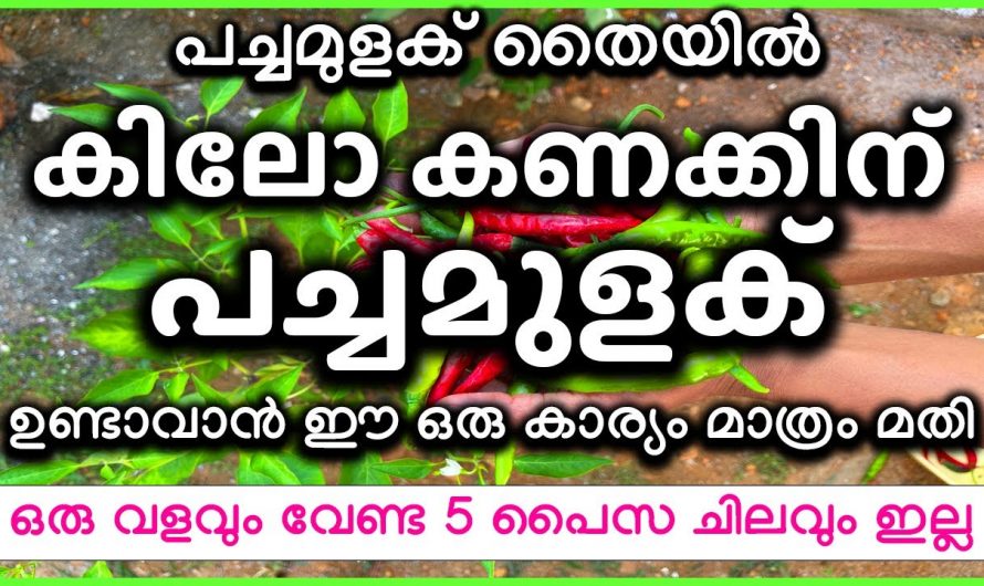 പറിച്ച് കൈ കഴച്ചാലും ഇനി മുളക് തീരില്ല എന്നതാണ് സത്യം