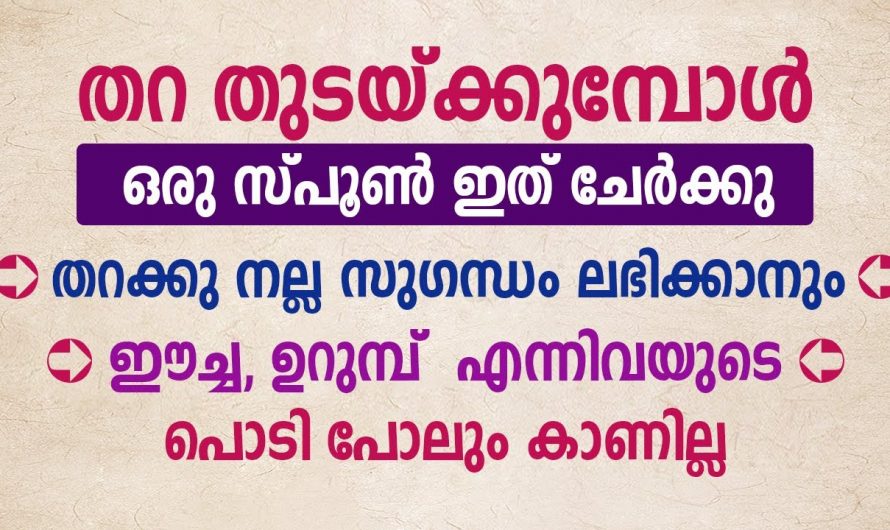 ഇത് ഒരു ടീസ്പൂൺ മതി ഇനി ഈച്ചയും പാറ്റയും കൊതുകും  ഒന്നും വരില്ല