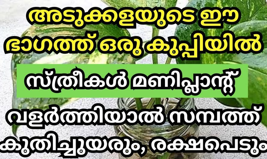 30 ദിവസം കൊണ്ട് ചെടി പോലെ പണവും വളരും