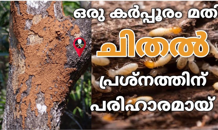 ഒരു കെമിക്കലും വേണ്ട ചിതൽ ഇനി തനിയെ നശിക്കും