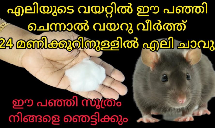 ഇനി ഏത് മാളത്തിൽ ഒളിച്ച എലിയെയും പുറത്തു ചാടിച്ച് നശിപ്പിക്കാം