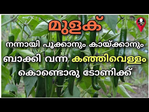 നിസ്സാരമല്ല ഈ കഞ്ഞിവെള്ളം, എത്ര ചെറിയതായാലും ഇനി നിറയെ കായ്ക്കും