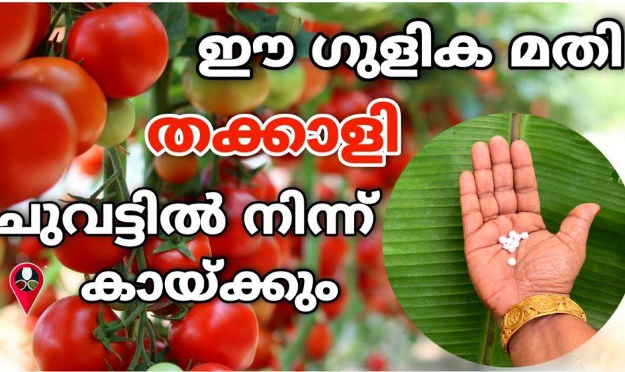 തക്കാളി ഇനി നിറഞ്ഞു കഴിക്കും ഒരു തക്കാളി പോലും കേടു വരില്ല