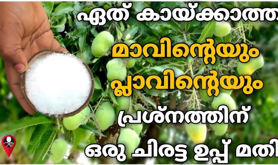 മാസത്തിലൊരിക്കൽ ഇങ്ങനെ ചെയ്താൽ മതി നിങ്ങളുടെ മാവ് നിറഞ്ഞ കായ്ക്കും