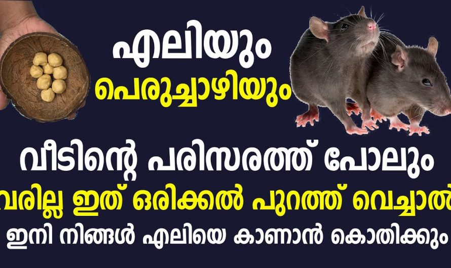 കൊതിപ്പിച്ചു വിളിച്ചാൽ എലി ഉറപ്പായും വരും, പിന്നെ പോകുന്ന വഴി കാണില്ല