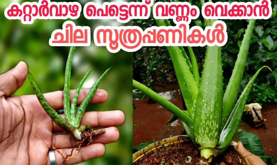 കറ്റാർവാഴ ചെടി പെട്ടെന്ന് തടിക്കാനും നിറയെ തൈകൾ ഉണ്ടാകാൻ