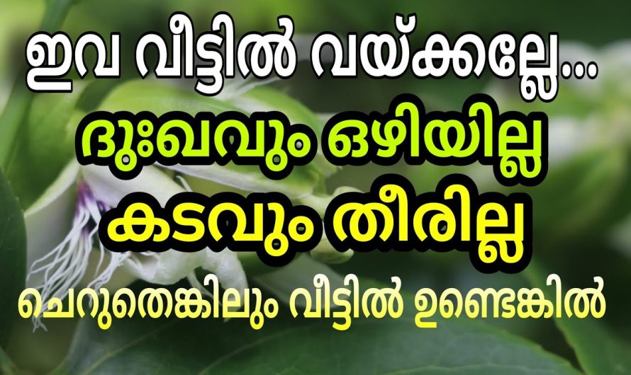 മുറ്റത്തേക്ക് ഒന്ന് നോക്കിക്കേ അവിടെയും ഉണ്ടോ ഈ ചെടികൾ എങ്കിൽ പിഴിതോളൂ