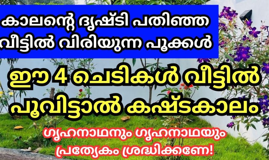 ഉടനെ പിഴിതോളു ഈ ചെടികൾ നിങ്ങളുടെ വീട്ടിലുമുണ്ടോ