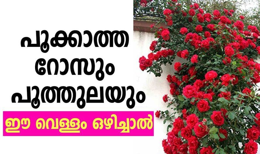 ഇത് ഉണ്ടെങ്കിൽ ഇനി ഇല കാണാത്ത വിധം റോസ് പൂക്കും