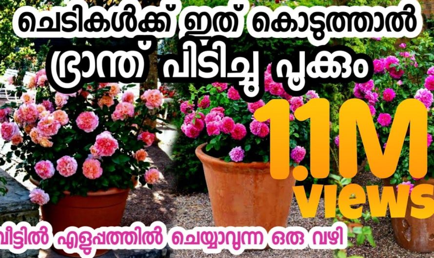 ഇത് ചെയ്താൽ നിങ്ങളുടെ പൂച്ചെടികൾ ഇനി ഇരട്ടിയായി പൂക്കും