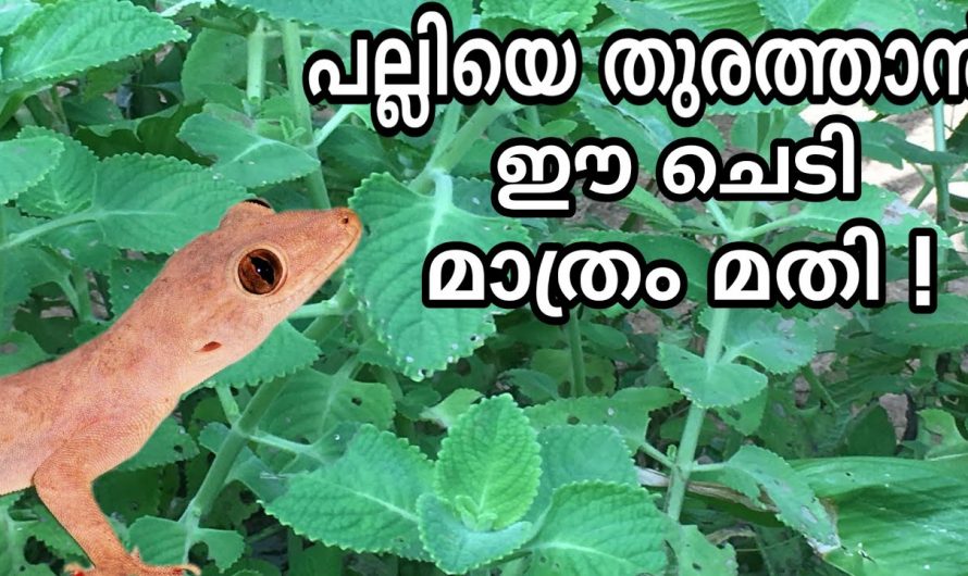 ഇതുവരെ ആരും പറയാത്ത അറിവ്, ഈ ഇല ഇങ്ങനെയും ഉപയോഗിക്കാം