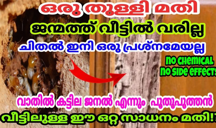 ചിലവില്ലാതെ ഇനി നിസ്സാരമായി ചിതളിനെ തുരത്താം