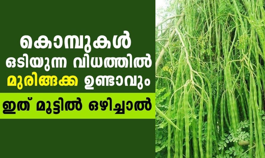 ഇനി മുരിങ്ങ മരത്തെ ഇങ്ങനെയൊന്ന് ചെയ്യൂ നിറഞ്ഞു കായ്ക്കും