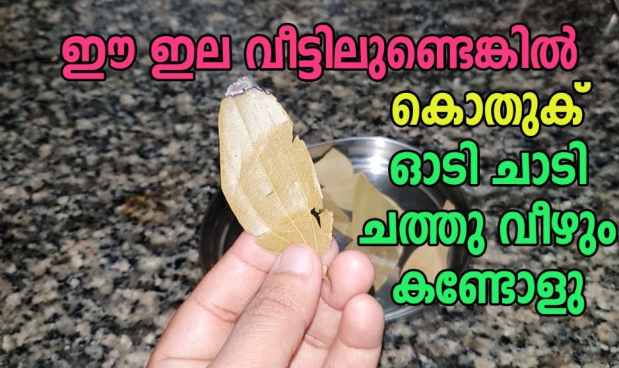 കാണുന്ന പോലെ അത്ര നിസ്സാരക്കാരനല്ല ഈ ഇല