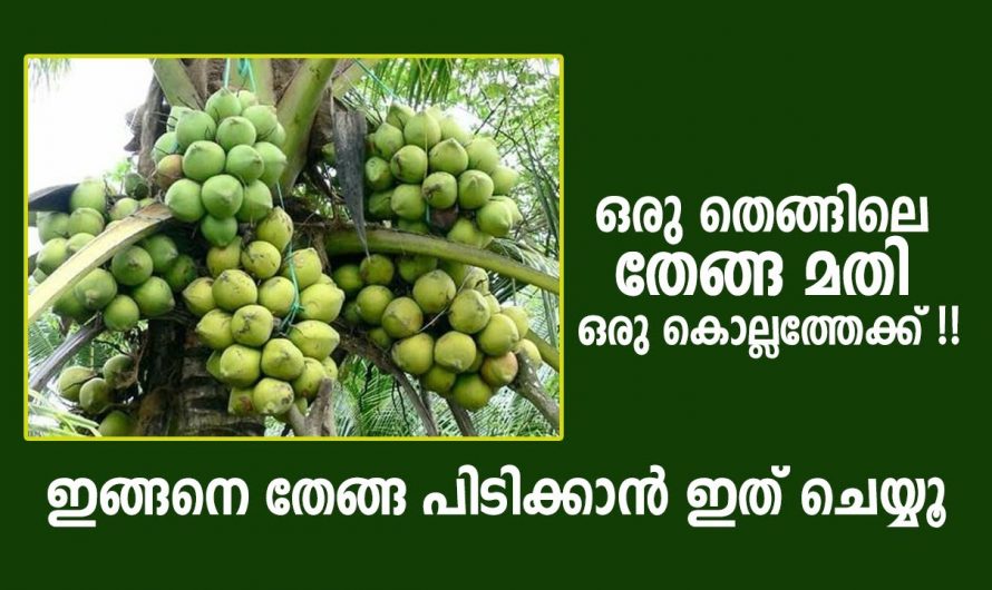 ഇനി നിങ്ങളുടെ തെങ്ങിലെ തേങ്ങകൾ  എണ്ണിയാലും തീരില്ല