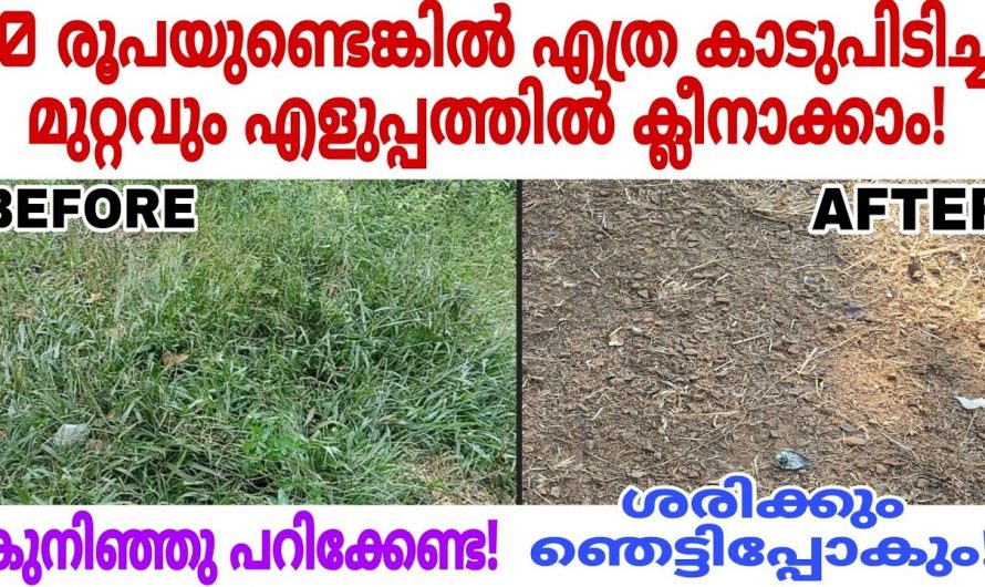 10 രൂപക്ക് പുല്ലു മുഴുവൻ പോകുമെങ്കിൽ പിന്നെ എന്തിന് കുനിഞ്ഞ് ഇരുന്നു കഷ്ടപ്പെടണം