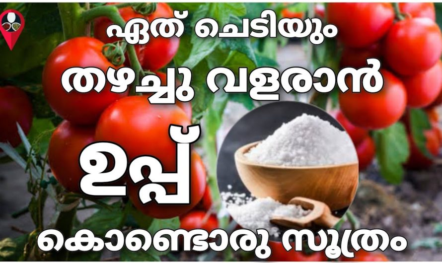 കുറച്ച് ഉപ്പ് ഉണ്ടെങ്കിൽ നിങ്ങളുടെ പച്ചക്കറിത്തോട്ടം ഇനി ഉഷാറാക്കാം