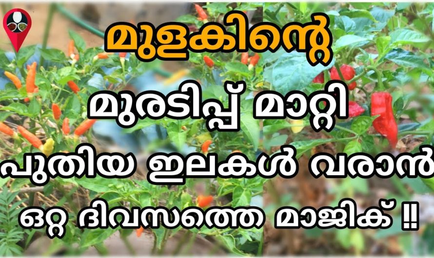 ഇതൊന്നും വെറുതെ വെയ്സ്റ്റല്ല, കൃഷിയുടെ ഫലം ഇരട്ടിയാകും