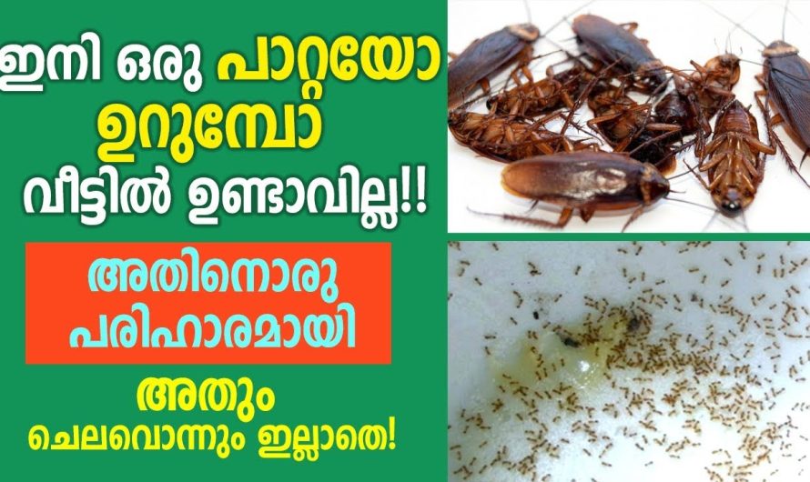 ഇനി ഒരു പാറ്റ പോലും അവശേഷിക്കില്ല, നിങ്ങൾക്കും ഇനി സമാധാനത്തോടെ ഇരിക്കാം