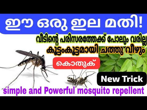 കൊതുക് എവിടെ വിളിച്ചാലും അവന്റെ ജീവൻ എടുക്കാം