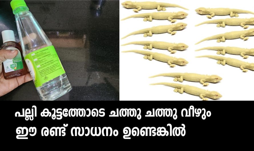 പല്ലികൾ കൂട്ടത്തോടെ ചത്തു വീഴുന്നത് നിങ്ങൾ കണ്ടിട്ടുണ്ടോ