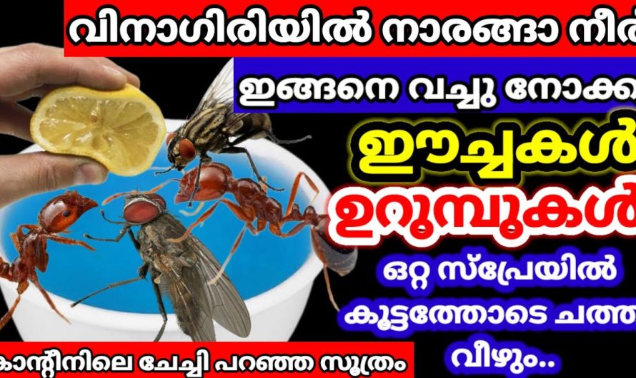 ഇത് ഒരൊറ്റ തുള്ളി മതി ഇനി ഒരു ഒറ്റ ഈച്ച ബാക്കിയാകില്ല