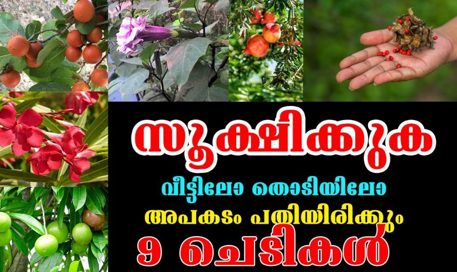 ചുറ്റിലും കാണുന്ന ചെടികളെല്ലാം ആയുർവേദമല്ല വിഷവും ആകാം