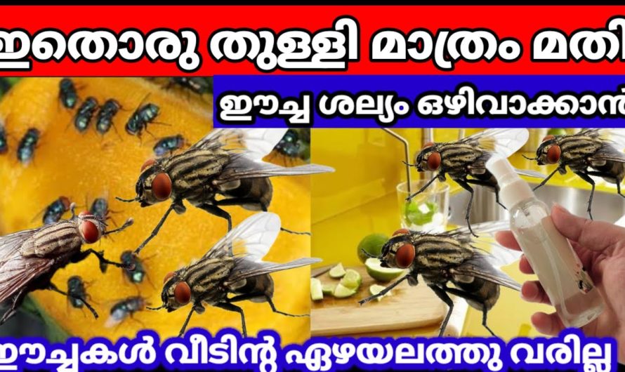 തീപ്പെട്ടിക്കൊള്ളി ഒരു പത്തെണ്ണം മതി ഈച്ച ഒന്നുപോലും ബാക്കിയാകില്ല