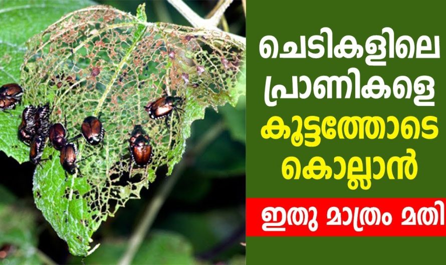 ഒരു ഒറ്റ പ്രാണി അവശേഷിക്കാതെ നിങ്ങളുടെ ചെടികളെ സംരക്ഷിക്കാൻ ഇനി ഇത് മാത്രം മതി