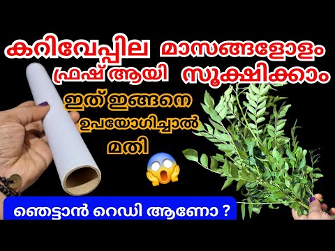 നിങ്ങളും ഇതറിഞ്ഞാൽ കറിവേപ്പില ഇങ്ങനെ മാത്രം സൂക്ഷിക്കും