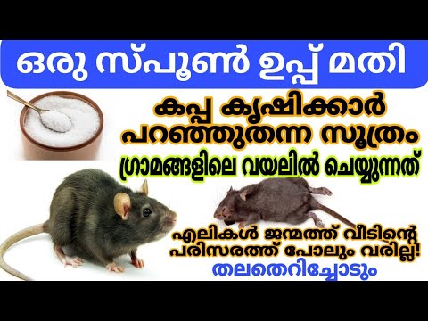 ഈ ഇല ഒരു പിടി ഉണ്ടെങ്കിൽ ഇനി എലി ആ പരിസരത്തേക്ക് അടുക്കുമോ