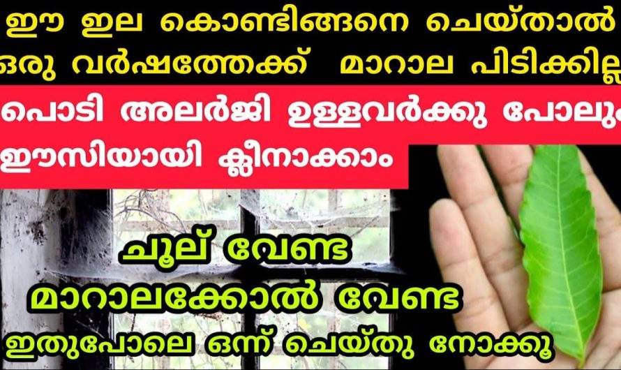 എട്ടുകാലികൾ ഇനി ജില്ല വിട്ട് ഓടും,ഒരു തരി പൊടി അവശേഷിക്കില്ല