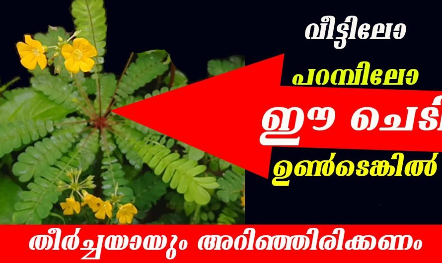 കണ്ട ഉടനെ വേരടക്കം പിഴുതെടുത്തോളൂ  ആവശ്യമുണ്ട്.