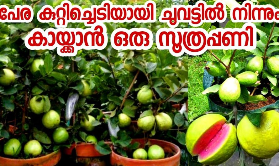 നിങ്ങളുടെ മുറ്റത്തും ഇനി പേര ചെറുതിലെ കായ്‌ക്കും