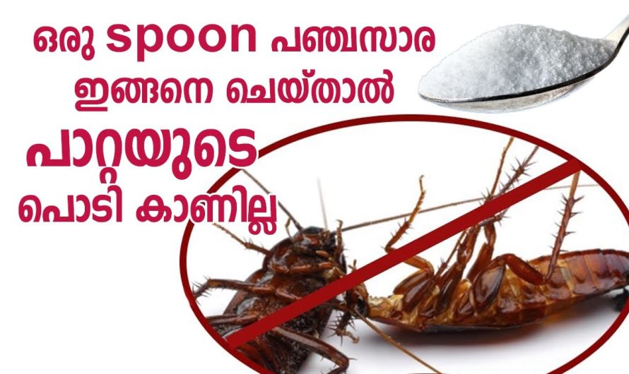 ഇതിന്റെ മണം അടിച്ചാൽ പോലും പാറ്റ പറ പറക്കും