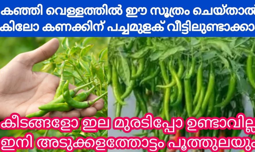 ഈ ഒരു വെള്ളം മാത്രം മതി നിങ്ങൾക്കും കാണാം ആ അത്ഭുതം