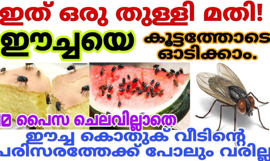 നിങ്ങൾ ഒരു ഈച്ച വിരോധിയാണോ എങ്കിൽ ഇത് ഇഷ്ടപ്പെടും തീർച്ച