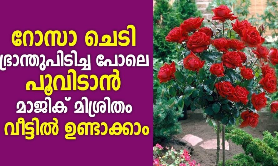 ഇനി ഇലയും ചെടിയും കാണാത്ത വിധം നിങ്ങളുടെ വീട്ടിലും റോസ് പൂക്കും