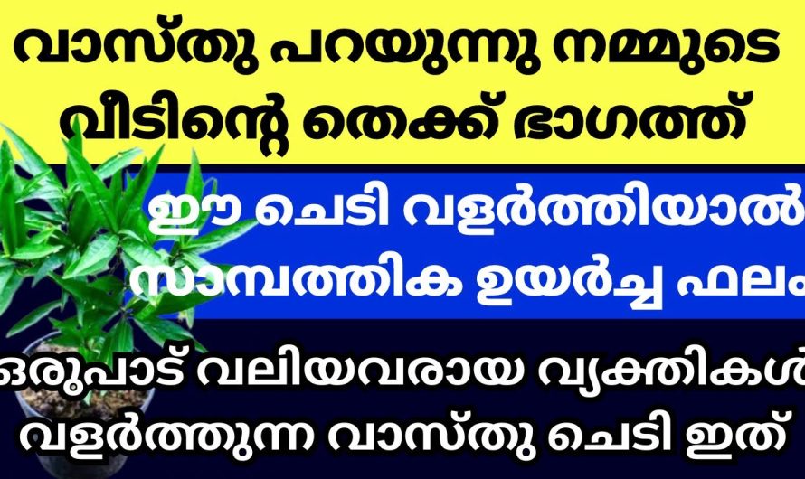 വീട്ടിൽ ഈ ചെടികൾ വളരുന്നുണ്ടെങ്കിൽ പിന്നെ ഒന്നും വേണ്ട.