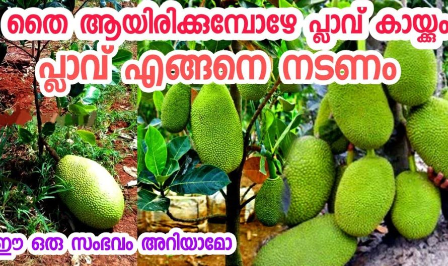 ഇനി പ്ലാവിൻ തൈ ഇങ്ങനെ വെച്ച് നോക്കൂ റിസൾട്ട് ഉറപ്പാണ്.