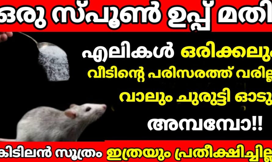 എലിയെ തുരത്താൻ ഓരോ കർഷകൻ ചെയ്യുന്ന ഒരു പ്രത്യേക രീതി.