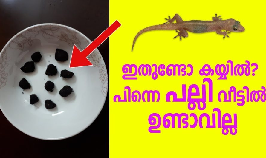 പല്ലിയെ തുരക്കുന്നത് ഇത്ര എളുപ്പമായിരുന്നു