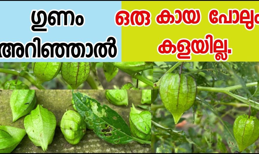 നമ്മുടെ തൊടിയിൽ കാണുന്ന ഈ പാഴ്ചെടി നിസ്സാരക്കാരനല്ല കേട്ടോ. ഇത് നിങ്ങൾ അറിയാതെ പോകല്ലേ…