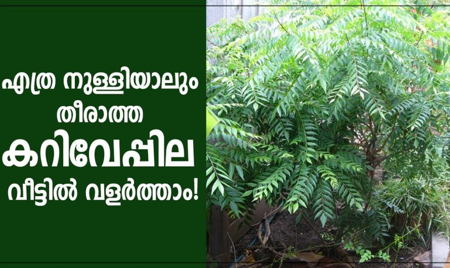 അതിശയിക്കുന്ന വളർച്ച ഇനി കറിവേപ്പില ഉണ്ടാകും