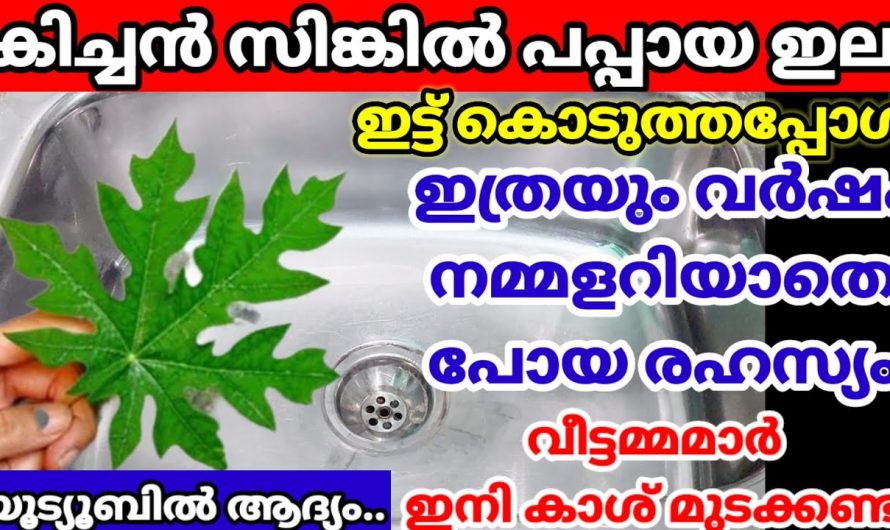 പപ്പായ ഇല ഇനി ഇങ്ങനെയും ഉപയോഗിക്കാം.