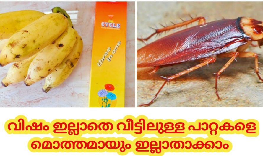 ഇത് വിഷം അല്ല പക്ഷേ വിഷത്തേക്കാൾ വീര്യം ഉണ്ട്